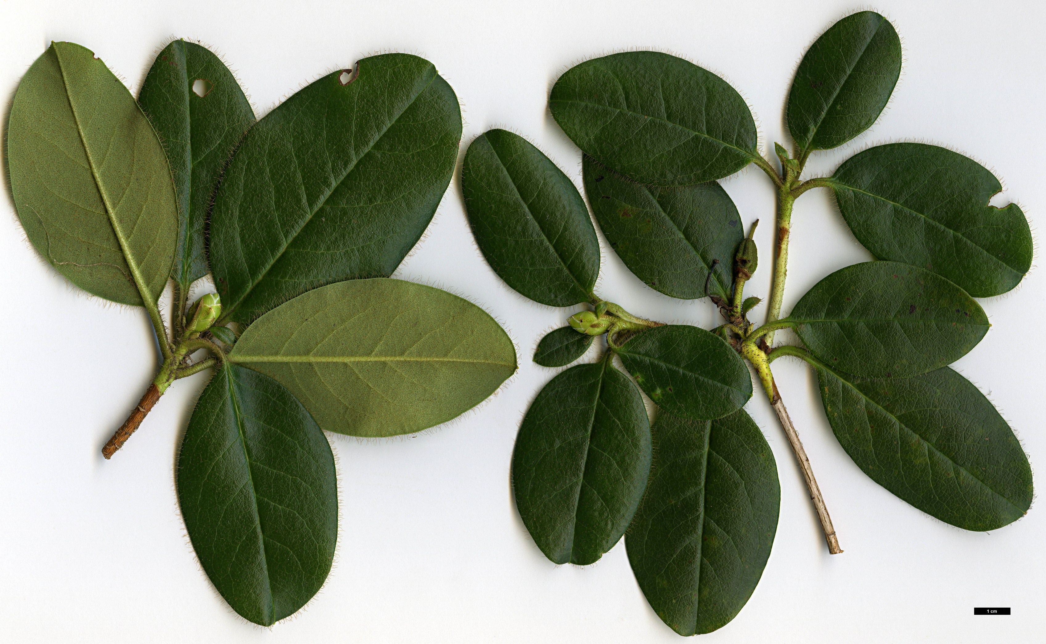 High resolution image: Family: Ericaceae - Genus: Rhododendron - Taxon: johnstoneanum